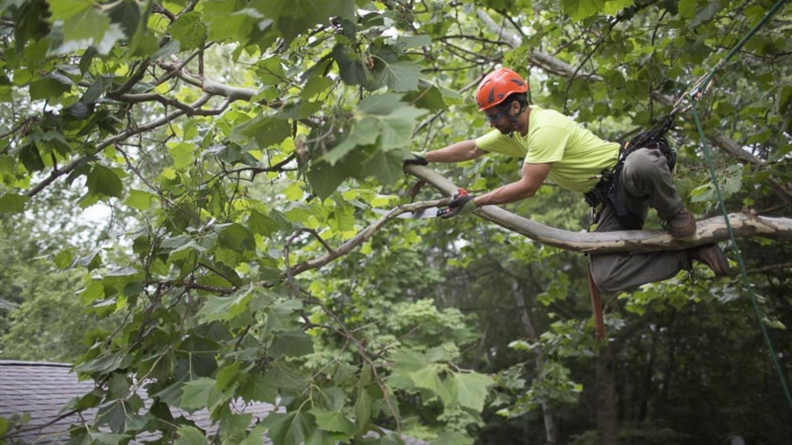 What are the Basic Tree Services for their Healthy Growth?