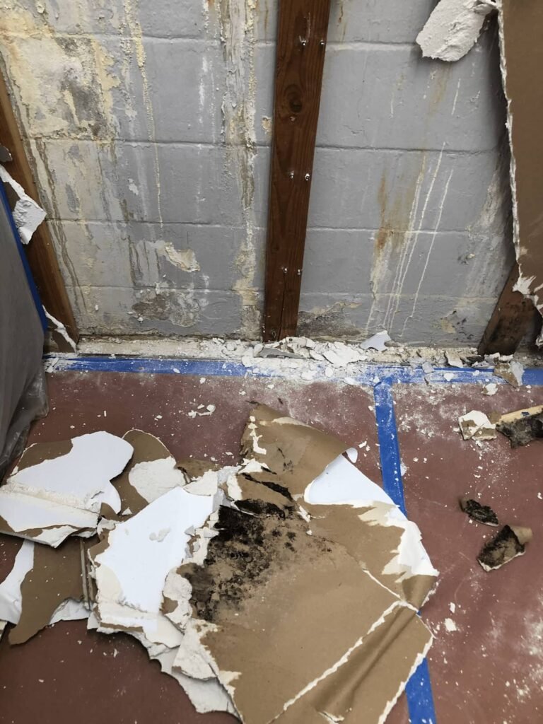 Mold in the apartment