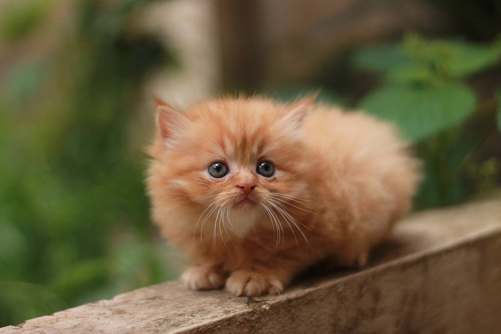 Persian cat