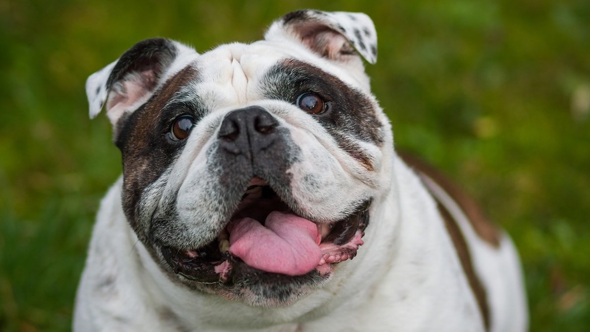 WHAT TO DO IF YOUR DOG IS OVERWEIGHT? 