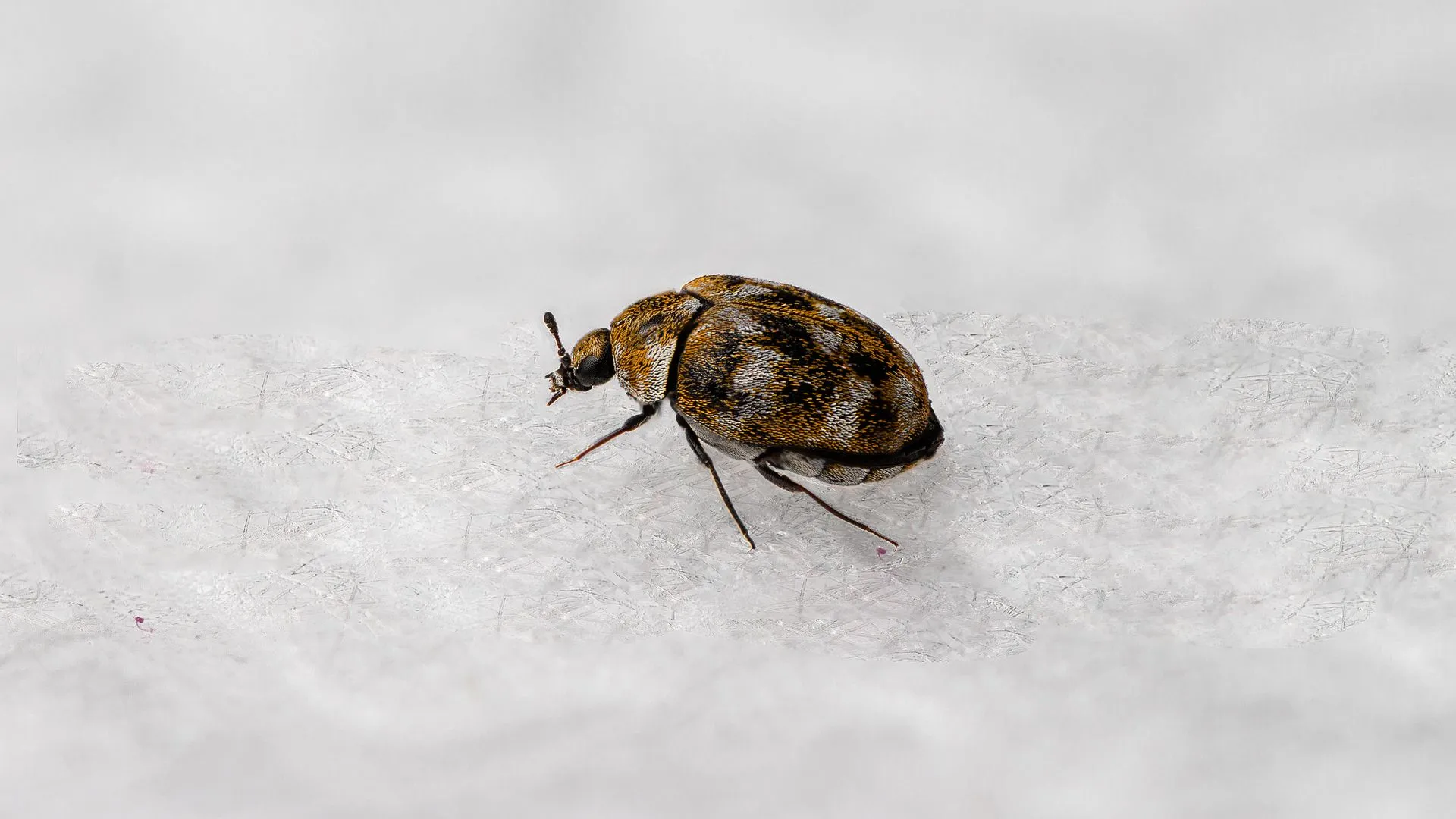How to Prevent Carpet Beetles in Australia from Invading Your Closet