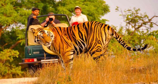 Indian Wildlife Tour Packages