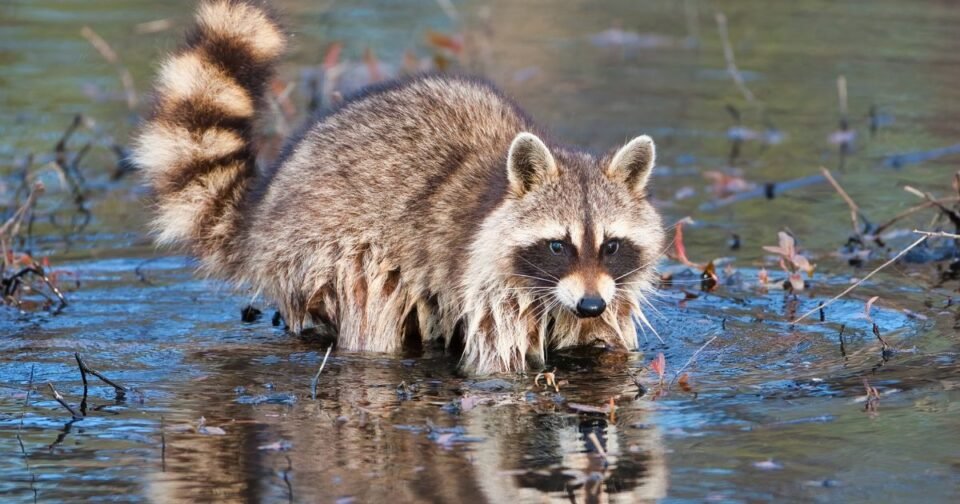 Wildlife in Humid Environments