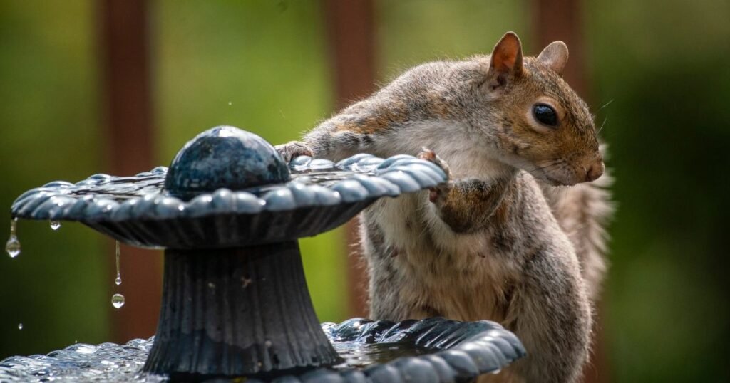 Wildlife in Humid Environments
