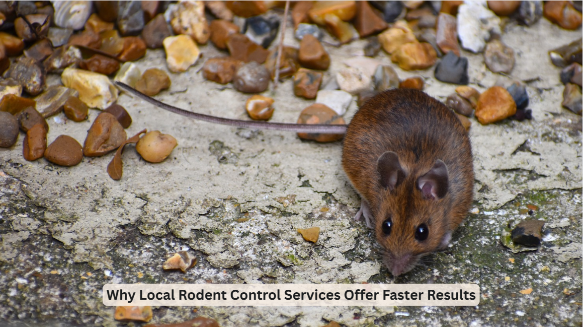 Why Local Rodent Control Services Offer Faster Results