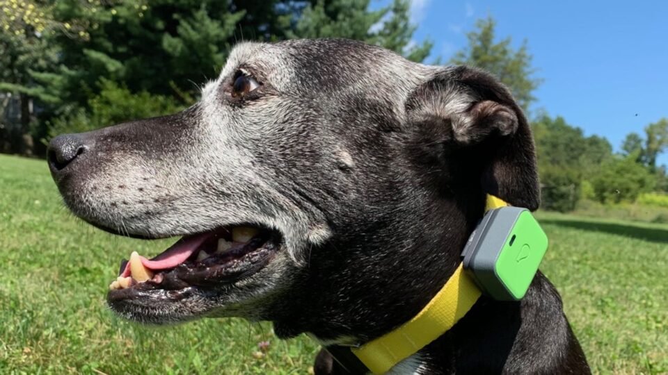 Dog Tracking Devices
