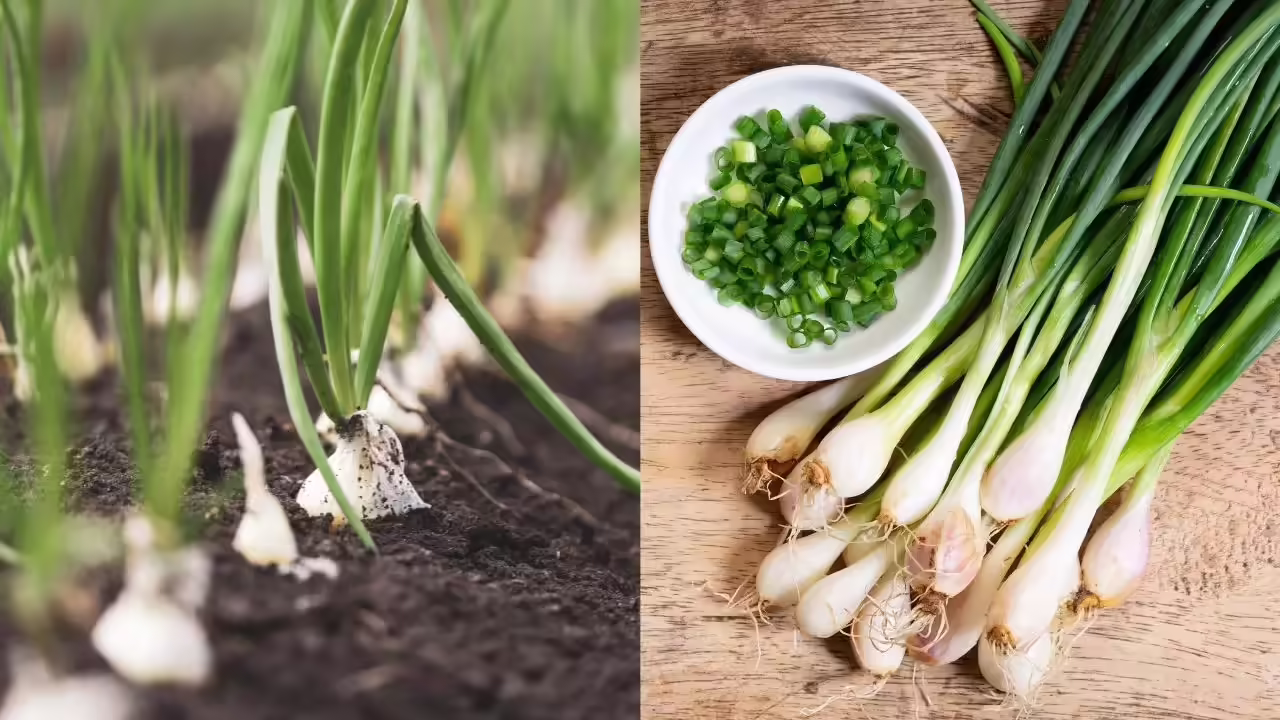 From Immunity Booster to Gut Healer: 5 Surprising Health Benefits of Spring Onions